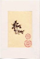 藏品(南極海藻)的圖片